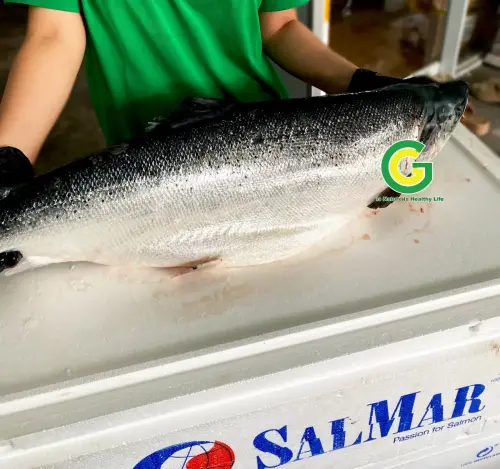 Cá Hồi Nauy IMG_2651 (2)