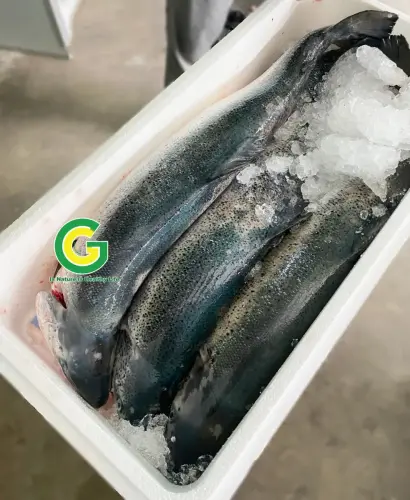 Cá Hồi Nauy IMG_2651 (3)