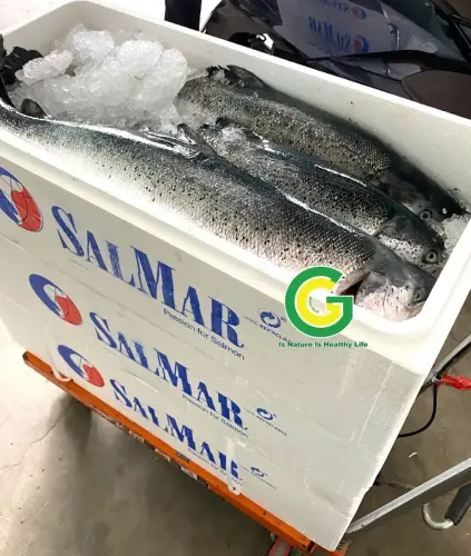 Cá Hồi Nauy IMG_2651 (4)