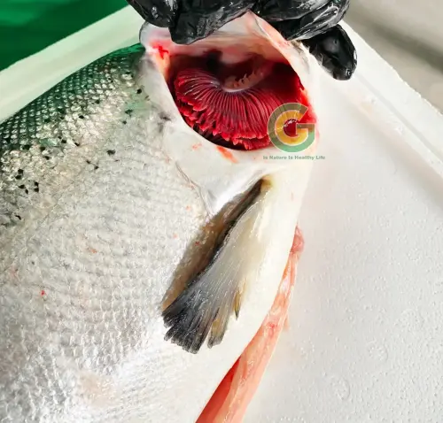 Cá Hồi Nauy IMG_2651 (5)