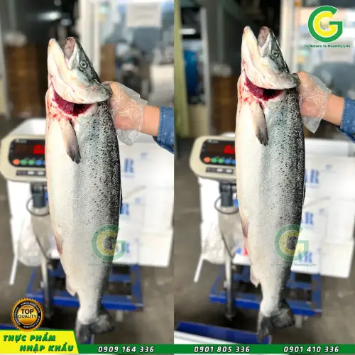 Cá Hồi Nauy  IMG_1102-2