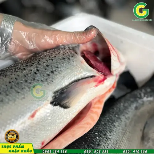 Cá Hồi Nauy  IMG_1102-3 2