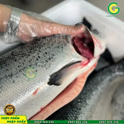 Cá Hồi Nauy  IMG_1102-sadasd